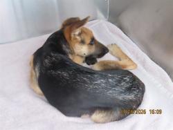 Shelter Stray Male Dog last seen 19TH AVE / THUNDERBIRD, 5501 E Van Buren St, Phoenix, AZ 85008, USA