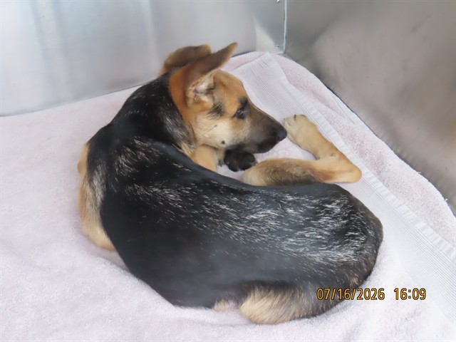 Shelter Stray Male Dog last seen 19TH AVE / THUNDERBIRD, 5501 E Van Buren St, Phoenix, AZ 85008, USA