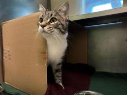 Shelter Stray Female Cat last seen ROXBURY, 350 S Huntington Ave, Jamaica Plain, MA 02130, USA