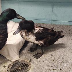 Shelter Stray Female Bird last seen TRIANA BLVD, 4950 SW Triana Blvd, Huntsville, AL 35805, USA