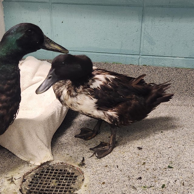 Shelter Stray Female Bird last seen TRIANA BLVD, 4950 SW Triana Blvd, Huntsville, AL 35805, USA