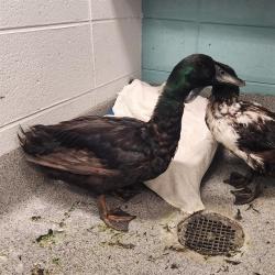 Shelter Stray Male Bird last seen TRIANA BLVD, 4950 SW Triana Blvd, Huntsville, AL 35805, USA
