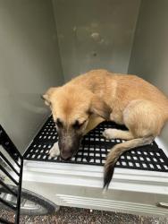 Shelter Stray Female Dog last seen BREAKWATER LANE, 19640 Dogpatch Ln, Land O' Lakes, FL 34638, USA
