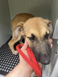 Shelter Stray Male Dog last seen BREAKWATER LANE, 19640 Dogpatch Ln, Land O' Lakes, FL 34638, USA