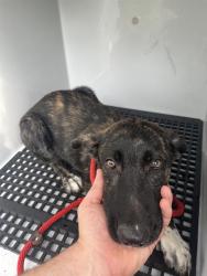Shelter Stray Female Dog last seen BREAKWATER LANE, 19640 Dogpatch Ln, Land O' Lakes, FL 34638, USA