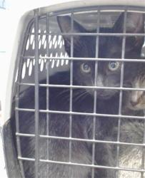 Shelter Stray Male Cat last seen Near BLOCK MALARD DR, 2811 SE 29th St, Oklahoma City, OK 73129, USA