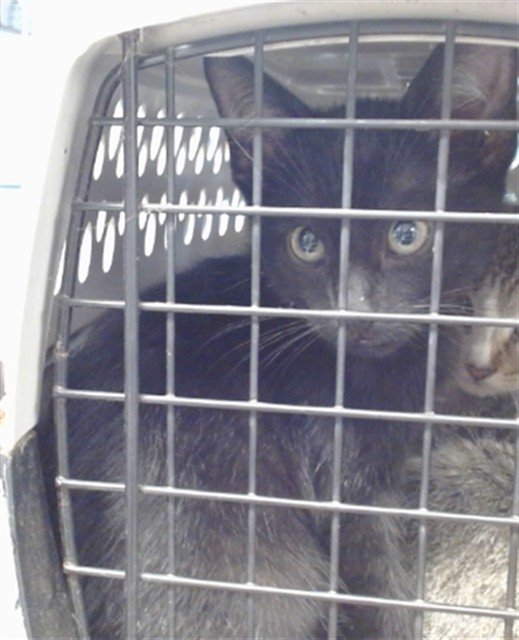 Shelter Stray Male Cat last seen Near BLOCK MALARD DR, 2811 SE 29th St, Oklahoma City, OK 73129, USA
