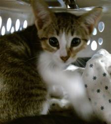 Shelter Stray Male Cat last seen Near BLOCK MALARD DR, 2811 SE 29th St, Oklahoma City, OK 73129, USA