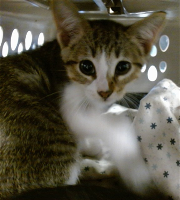 Shelter Stray Male Cat last seen Near BLOCK MALARD DR, 2811 SE 29th St, Oklahoma City, OK 73129, USA