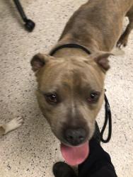 Shelter Stray Male Dog last seen Near BLOCK MAGNOLIA ST 80022, 12155 Park Blvd, Brighton, CO 80601, USA