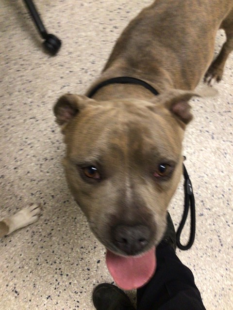 Shelter Stray Male Dog last seen Near BLOCK MAGNOLIA ST 80022, 12155 Park Blvd, Brighton, CO 80601, USA