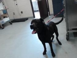 Shelter Stray Male Dog last seen Near BLOCK REDFISH DR, FAYETTEVILLE NC 28306, 4704 Corporation Dr, Fayetteville, NC 28306, USA