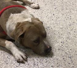 Shelter Stray Male Dog last seen Near BLOCK MAGNOLIA ST 80022, 12155 Park Blvd, Brighton, CO 80601, USA