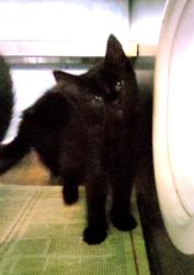 Shelter Stray Female Cat last seen , 1850 W 60th St, Los Angeles, CA 90047, USA