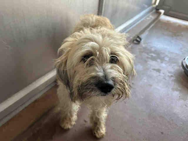 Shelter Stray Male Dog last seen , 5821 Sweetwater Rd, Bonita, CA 91902, USA