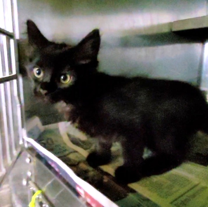 Shelter Stray Male Cat last seen , 1850 W 60th St, Los Angeles, CA 90047, USA