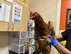 Shelter Stray Unknown Livestock last seen BONITA VIEW, 5821 Sweetwater Rd, Bonita, CA 91902, USA
