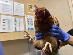 Shelter Stray Unknown Livestock last seen BONITA VIEW, 5821 Sweetwater Rd, Bonita, CA 91902, USA