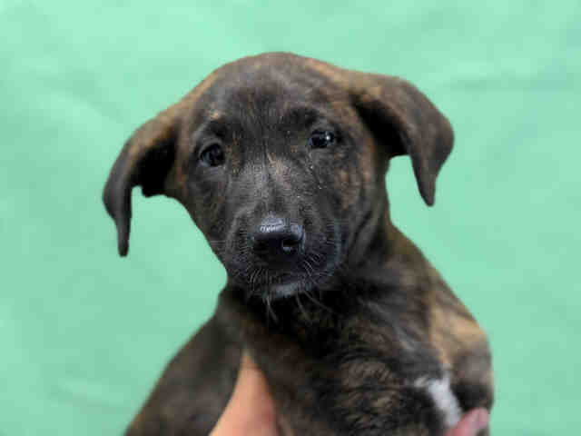 Shelter Stray Female Dog last seen TECATE RD, 5821 Sweetwater Rd, Bonita, CA 91902, USA
