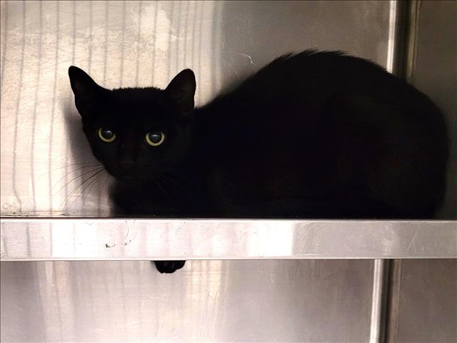 Shelter Stray Female Cat last seen , 1850 W 60th St, Los Angeles, CA 90047, USA