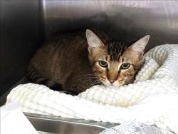 Shelter Stray Male Cat last seen , 1850 W 60th St, Los Angeles, CA 90047, USA