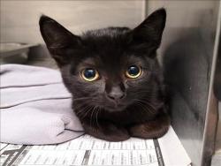Shelter Stray Female Cat last seen , 1850 W 60th St, Los Angeles, CA 90047, USA