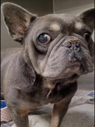 Shelter Stray Male Dog last seen , 1850 W 60th St, Los Angeles, CA 90047, USA