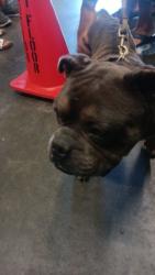 Shelter Stray Male Dog last seen , 1850 W 60th St, Los Angeles, CA 90047, USA