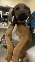 Shelter Stray Female Dog last seen Near BLOCK N KIRBY ST, HEMET, CA, 581 S Grand Ave, San Jacinto, CA 92582, USA