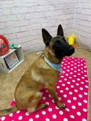 Shelter Stray Male Dog last seen Near BLOCK ALTER RD, DETROIT MI 48224, 7401 Chrysler Dr, Detroit, MI 48211, USA