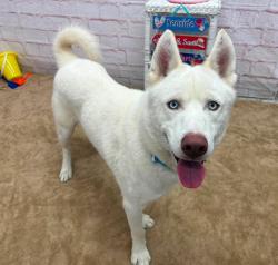 Shelter Stray Male Dog last seen Near BLOCK MARTIN LUTHER KING JR BLVD, DETROIT MI 48216, 7401 Chrysler Dr, Detroit, MI 48211, USA