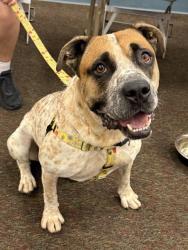 Shelter Stray Male Dog last seen Near BLOCK KINGSTON AVE, 3528 Newburg Rd, Louisville, KY 40218, USA