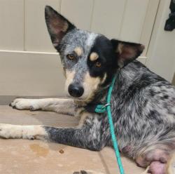Shelter Stray Female Dog last seen Near BLOCK RODRICK DR, 4710 TX-151, San Antonio, TX 78227, USA