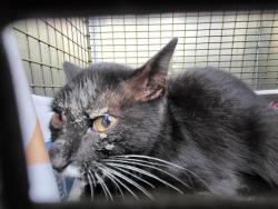 Shelter Stray Female Cat last seen MILVID AND HURON, 4710 TX-151, San Antonio, TX 78227, USA