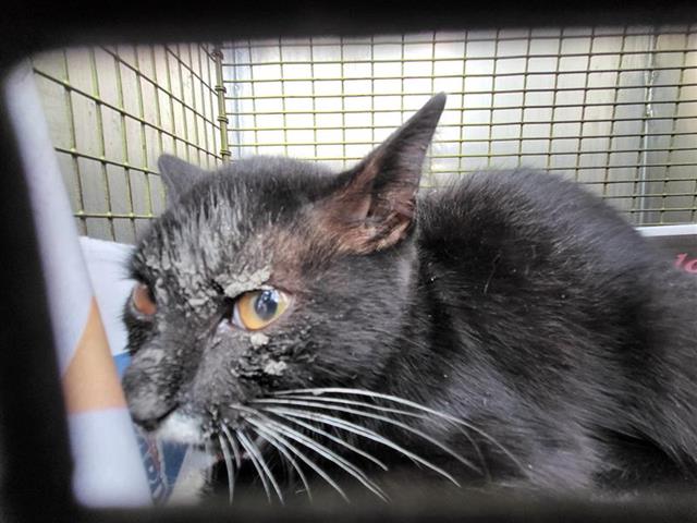 Shelter Stray Female Cat last seen MILVID AND HURON, 4710 TX-151, San Antonio, TX 78227, USA