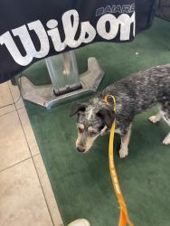 Found/Stray Female Dog last seen 12th and Summit, Pensacola, FL 32503