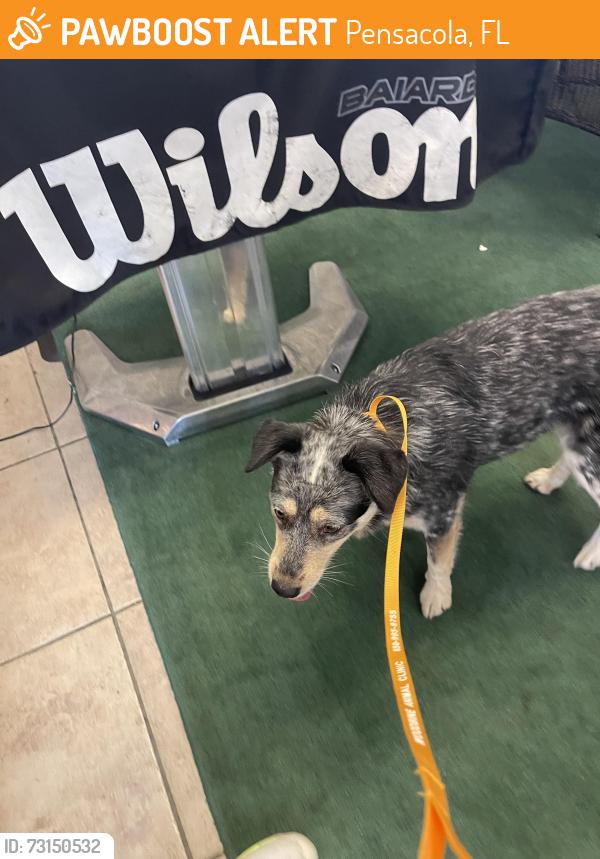 Found/Stray Female Dog last seen 12th and Summit, Pensacola, FL 32503