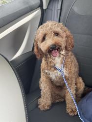 Reunited Male Dog last seen Near SW 78th Ct, Miami, FL 33156, USA, Miami, FL 33156