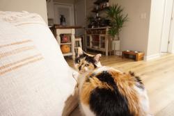 Lost Female Cat last seen Near Waconda point, Harrison, TN, Harrison, TN 37341