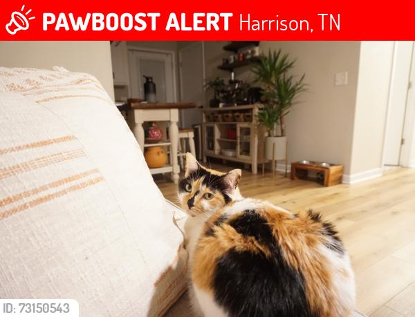 Lost Female Cat last seen Near Waconda point, Harrison, TN, Harrison, TN 37341