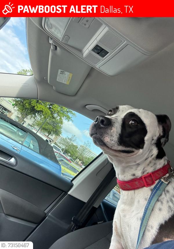 Lost Male Dog last seen Oak Park, Oak Trail, Dallas, TX 75232