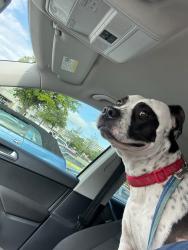Lost Male Dog last seen Oak Park, Oak Trail, Dallas, TX 75232