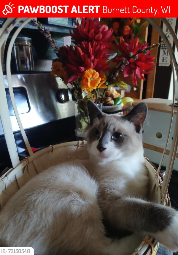 Lost Male Cat last seen Anywhere near a wildlife place, Burnett County, WI 54872