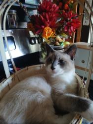 Lost Male Cat last seen Anywhere near a wildlife place, Burnett County, WI 54872