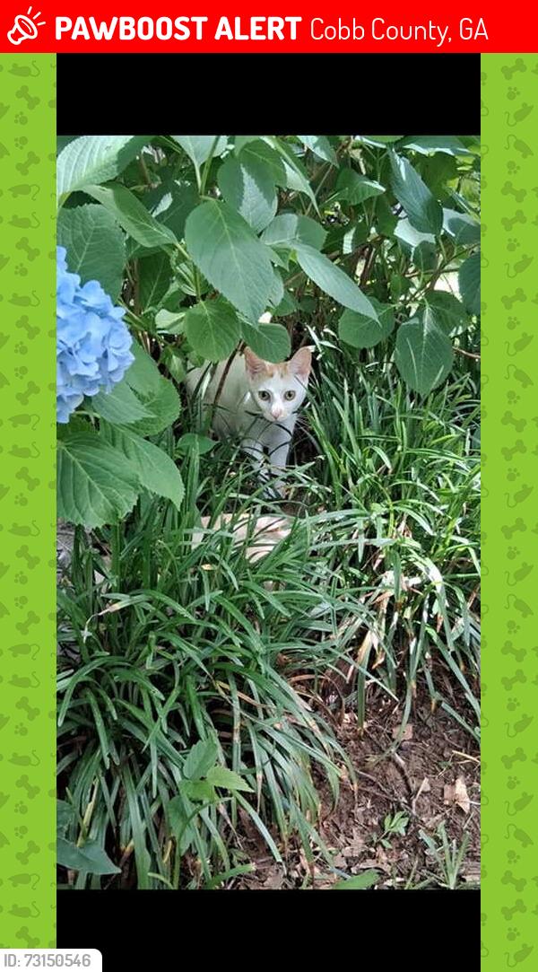 Lost Female Cat last seen HECK RD, Cobb County, GA 30144