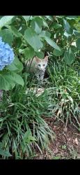 Lost Female Cat last seen HECK RD, Cobb County, GA 30144