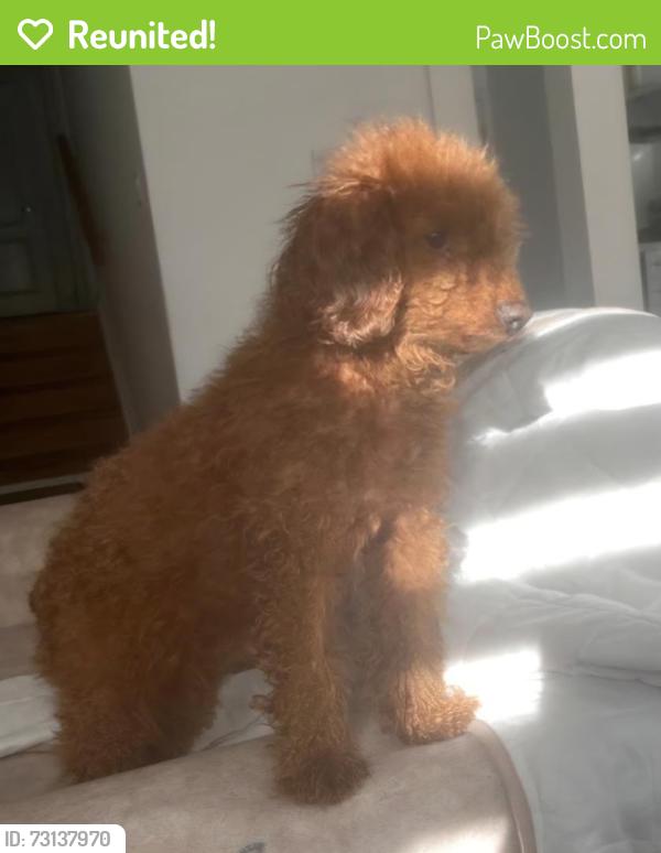 Reunited Female Dog last seen Willowdale and Finch, Toronto, ON 