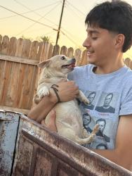 Reunited Female Dog last seen Chestnut, Mesa, AZ 85204