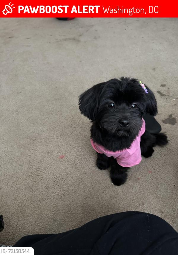 Lost Female Dog last seen 18th St SE & Minnesota Ave SE Washington, DC 20020 United States, Washington, DC 20020