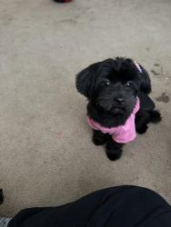 Lost Female Dog last seen 18th St SE & Minnesota Ave SE Washington, DC 20020 United States, Washington, DC 20020